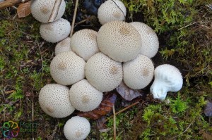 Lycoperdon molle (5)